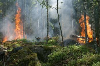 Sprawozdanie Komisji: przyroda Europy zagrożona – pożary lasów na świecie w ubiegłym roku największe w historii pomiarów
